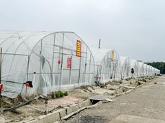 -喜杨洋草莓采摘园
