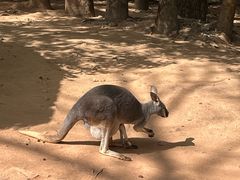 -深圳野生动物园
