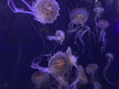 -青岛海底世界-水族馆