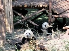 -成都大熊猫繁育研究基地