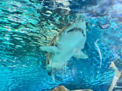 -上海海洋水族馆