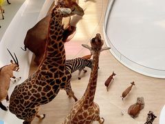 -陕西自然博物馆