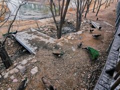 -北京麋鹿生态实验中心