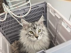 -瑞派·关忠动物医院·猫专科·犬专科(三环新城店)