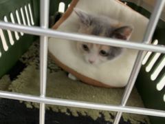 -佳雯宠物医院·皮肤科·内外科(春晓路分院)