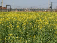 -上海佘山国家森林公园天马山园