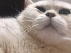 -申普宠物医院·心脏介入·心血管微创(总院)