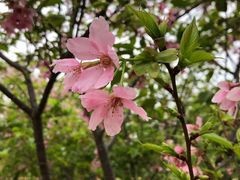 -天适樱花悠乐园