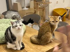 -有喵·猫咖·狗咖·30几只猫10只小狗(岗厦店)