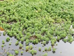 -普洱太阳河森林公园