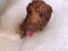 -PETKIT小佩宠物(古北店)