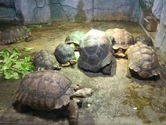 -石家庄市动物园