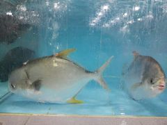 金昌鱼-源海渔村·现捞海鲜(大角湾店)