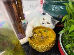 -申普宠物医院·心脏介入·心血管微创(总院)
