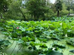 -扬州大运河文化旅游度假区·盆景园