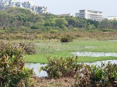 -华侨城湿地公园