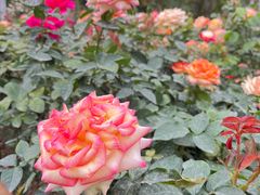 -人民公园(罗湖区)