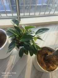 -HEYAN荷妍专业脱毛连锁机构
