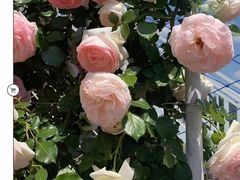 -名花谷生态庄园