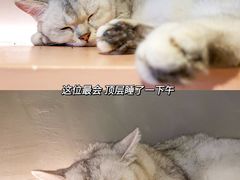 -猫儿山۰猫主题餐厅