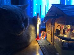 -瑞派福兴宠物医院犬猫全科·骨科·中西医结合(河东店)