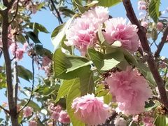 -高东镇樱花园