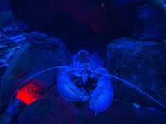 -瑞普利水族馆
