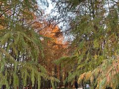 -上海海湾国家森林公园