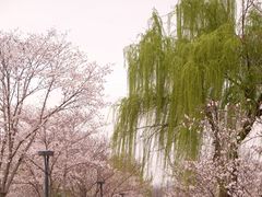 -羊山湖公园