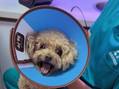 -西安京西宠物医院·瘫痪·疑难杂症