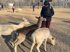 -北京麋鹿生态实验中心