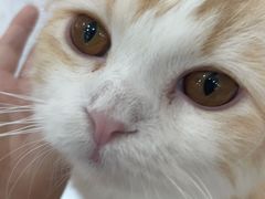 -喵园·猫主题咖啡厅·撸猫·猫咖(国贸店)