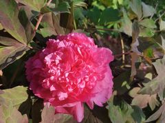 -济南国际园博园