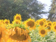 android_upload_pic-七珍佛山