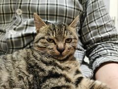 -纳吉亚猫专科动物医院·北北分院