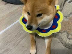 -柴迷FANS CLUB·柴犬狗咖·猫咖