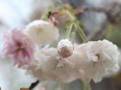 -天适樱花悠乐园