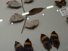 -四川大学博物馆