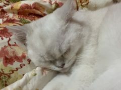 -御宝贝·A梦猫科宠物医院(国际猫友好医院)