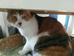 -Anne猫窝咖啡屋