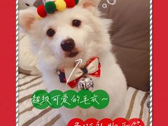 -瑞鹏宠物医院·骨科·猫科·内科(第一中心)