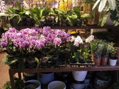-双季花艺园艺市场(浦东店)