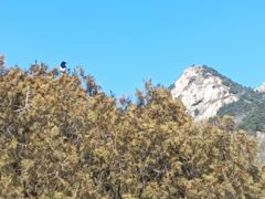 -泰山风景名胜区