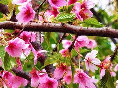 -梁鸿国家湿地公园