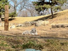 -北京野生动物园