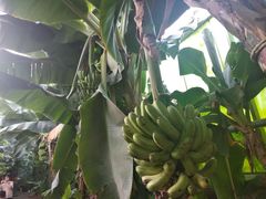 -呀路古热带植物园
