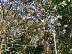 -上海共青森林公园