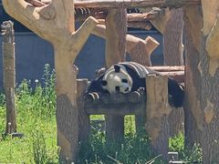 -沈阳森林动物园