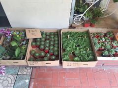 -溪岸路花鸟市场