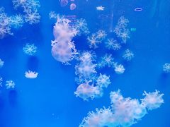 -海合安青岛极地海洋公园